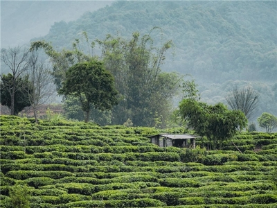 喜茶加盟业务持续推进 7000亩甄选茶园助力上游茶产业发展